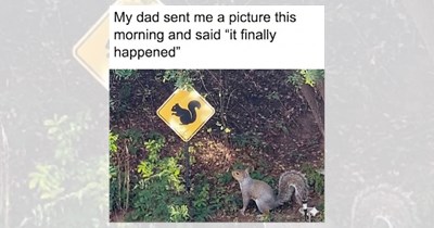 23 Funny and Fluffy Squirrel Memes to Tree-t Ourselves to Some Cuteness