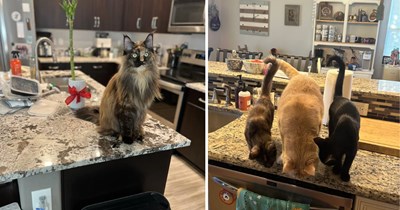 29 Counter-Conquering Cats Who've Claimed the Best Seat in the House