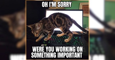 29 Feline-Filled Funny Memes for a Moment of Pawdorable Peace (August 4, 2026)