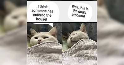 24 Cool Cats Practicing the Fine Art of Existing in Peace 