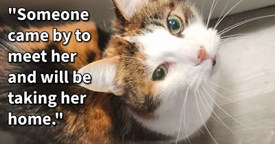Senior cat spotted being thrown from car by cat pawrent who gave her safe home with cat siblings, but when things sour between them a difficult decision must be made: ‘It breaks our hearts to ask for this, but I committed to doing the best I can for her.’