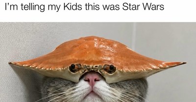  29 Silly Cat Memes to Counter the Crushing Weight of the Work Week with Pawsitivity and Pawdorability