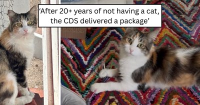 After 20 years without a cat, one hungry stray gave a woman a reason to become a cat mom again