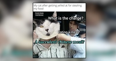 26 Snack-Stealing Cats Who Think Every Plate Is Fair Game