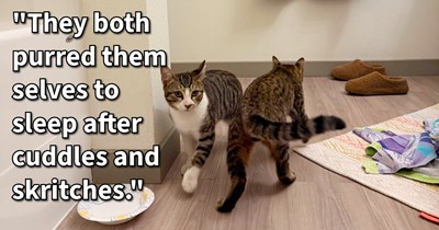 Kittens dumped by river receive refuge with cat loving couple after days of fear alone in wilderness, but the choice between adopting them and a finding furever home proves tougher than expected: ‘We honestly are considering keeping them’