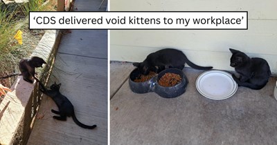 An office full of coworkers fell for three friendly void kittens, but one family made sure two siblings stayed together