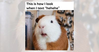 Gorgeous Guinea Pig Memes to Get Your Good Mood up for Greatness 