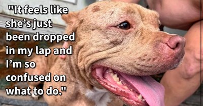 Scared dog given refuge from thunderstorm with dog lover, but when owners can’t be found and the pup starts acting like her rescuer’s recently deceased soul dog questions of reincarnation surface: ‘This dogs behavior is so similar to hers.’
