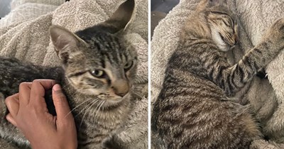Girl with asthma believed she could never have a cat due to allergies, her whole life is turned upside down by a loving tabby when she discovers she's not allergic anymore