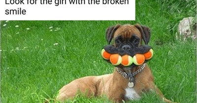 28 Heartwarming Animal Memes to Warm Your Soul When it’s Frozen from AC (August 17 , 2026)