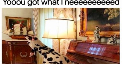 26 Dopey Dog Memes to Feel Intellectually Superior When You Feel Like You’ve Done Something Dumb