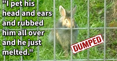 Lone baby saved from family of recklessly released rabbits by mother daughter duo who gave it a life of love and luxury:‘Finally, when doing my normal hand down and allow sniff before lightly petting, he nudged my hand.’