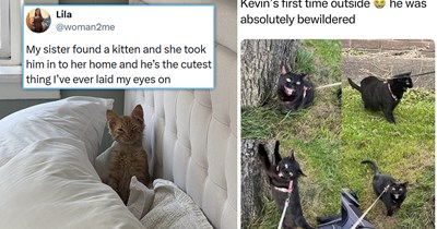 Your Weekly Meowgazine: 20 I Can Has Meowments for a Cozy Caturday of Whimsey and Wholesomeness (August 8, 2026)