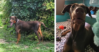 A Doberman's journey from confident to skittish concerns his loving owner, he does everything he can to socialize him and bring his confidence back in heartwarming story