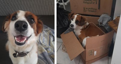 Lost puppy waits outside stranger's home during a storm in the middle of the night, it brings the stranger to tears as he welcomes the sweet boy and starts to believe in fate