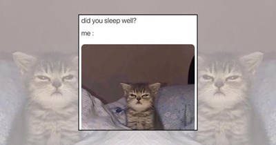 21 Teeny Tiny Kitten Memes to Make Your Thursday Extra Wholesome