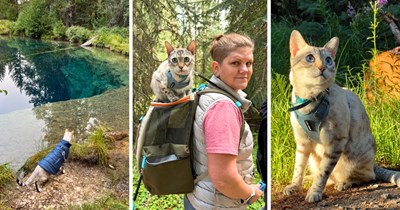 Camping cat parent shares adventuring advice with her Snow Bengal boy, Yeti; the comment section turns into a camper Q&A that every cat owner with a hiking spirit should know