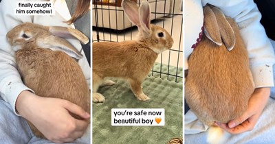 Pet bunny gets dumped on roadside, then gets picked up by devoted animal rescuer who fights to find the beautiful bunny a family: ‘You're safe now’