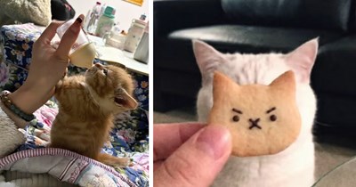 35 Heartwarming Friday Felines to Share a Sweet Meowment of Weekend Warmth With Your Favorite Cats (August 5, 2026)