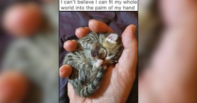 25 Gentle Cat Memes to Help Your Heart Feel a Little Lighter (August 7, 2026)