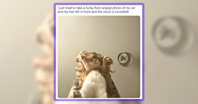 30+ Feline Funnies Featuring the Most Cat Pawsts of the Week