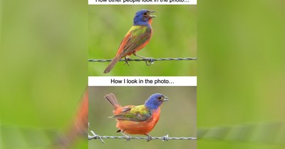 24 Birding Memes for Birders Who Love Birding