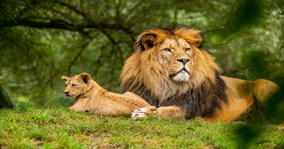 Family decides to befriend wildlife animals, and they damage the house they refused to fix, now the front porch has collapsed, they expect their daughter to help: ‘They said I owe it to them since I didn’t warn them when I knew it could be a problem.’