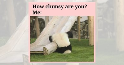 Pawdorable Pandas Being Pretty and Silly to Watch While You Rest on Your Pillow