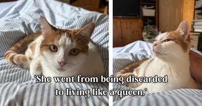 Family with three cats already at home finds a defenseless kitten cornered by their neighbor's dogs in a rusty shed; two years later, Baby runs the entire household.