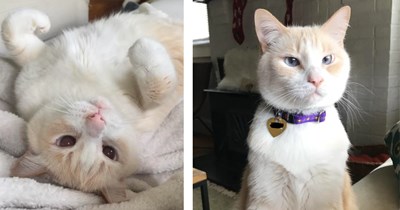 '11/11/11 was one of the best days of my life': Cat mom recounts the love and support from her favorite feline friend after he crosses the rainbow bridge in heartwarming story