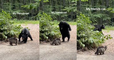 'You boys got this on tape?': Fluffy cat faces down giant black bear in backyard wildlife standoff, bear immediately learns feline confidence does not care about size differences