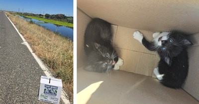 Cyclist finds two abandoned tuxedo kittens in a taped-up box on a remote road, plans to foster them, but their cuteness forces him to sign their adoption papers: ‘Of course we fell in love with them'