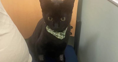 'Went on a family vacation to Puerto Rico and came home with a kitten': The story of how any situation can be struck by the cat distribution system