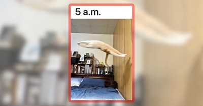 28 Feline Funnies Featuring the Sassy Side of Raising a Cat Kid