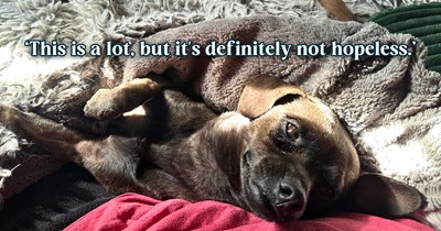 '[I'm] running out of patience about his trauma': First-time dog owner struggles to manage his rescue puppy's anxiety, until a veterinary behaviorist steps in with real answers you should know