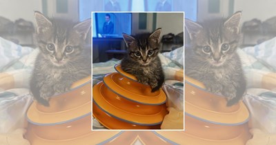 A Smol Collection of Teeny Kitties to Wrap Up Your Friday on the Sweetest Note
