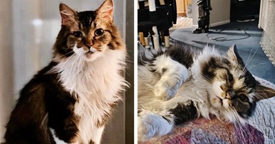 Man adopts stray senior cat one snowy winter, years of ups and downs has him reminiscing about their time together before he says goodbye