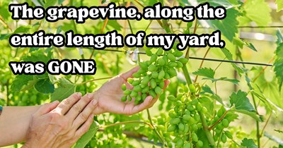 Neighbor cuts down homeowner's grape vines from their private fence for no reason, forcing homeowner to report neighbor: ‘Leave my property alone’
