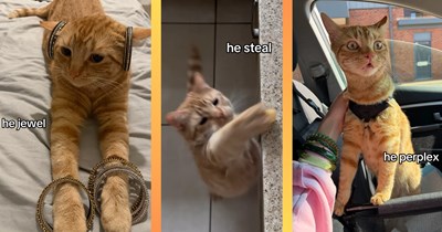 “They Call Me Cute But That's The Least Interesting About Me”: Zesty Orange Cat Joins Latest TikTok Trend That Leaves Feline Fans Giggling Fur More