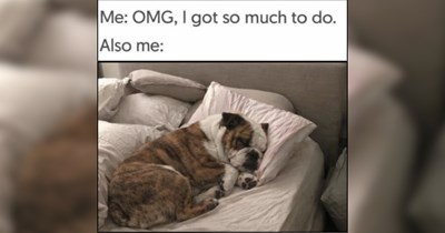 An Afternoon Nap of Animal Memes For Sunday Summer Siestas 