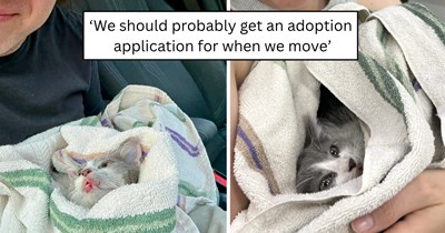 A family planned to adopt after moving, but a frightened feline running through traffic changed everything