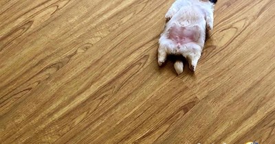 'Good boys get good memes': 21 Dog Memes to Fill Your Morning Cup with Puppy Pawsitivity (August 7, 2026)