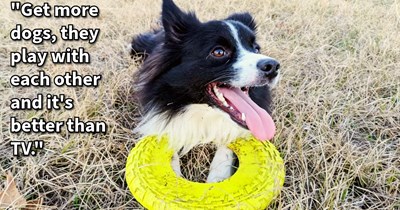 14 Ways to Delight Your Dog Child Without Spending a Buck