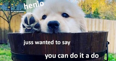 28 Pawsitive Pupper Memes to Make You Feel Like You’ve Been a Good Hooman