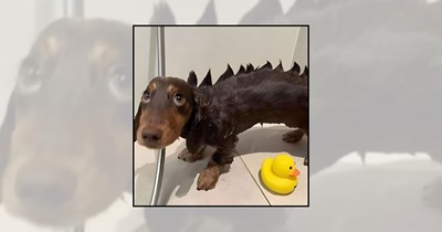 'No Thoughts, Just Woofs': 21 Silly Dog Pictures With Derpy Faces and Absolutely Nothing on Their Minds