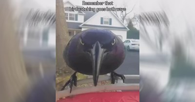 A Winding Road of 23 Memes