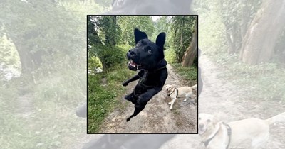 'TGIF!': 21 Happy Dog Pictures of Flying Paws and Floppy Ears Jumping Into the Weekend With Friday Joy