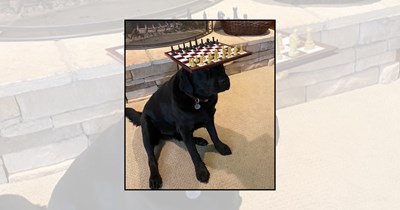 'Look, No Paws!': 22 Talented Dogs Balancing Random Objects on Their Heads