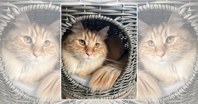 22 Wholesome Cats for a Softer Day on the Internet (August 7th, 2026)