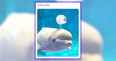 Underwater Deep Dive to an Ocean of Wildlife Humor
